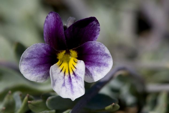 Halls Violet, Viola hallii.jpg